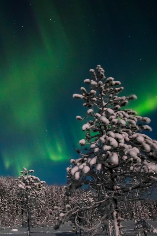 Saariselkä: Northern Lights Hunting Snowshoe Trip - Who will enjoy this Saariselkä outing?