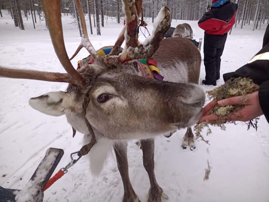 Saariselkä: Northern Lights & Reindeer Sledding Tour - Key points to know before booking