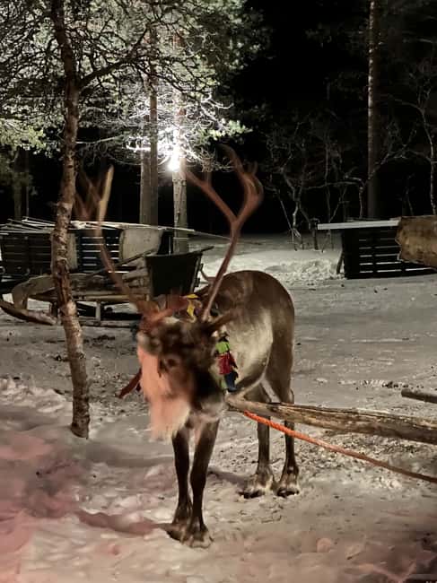 Saariselkä: Northern Lights & Reindeer Sledding Tour - Who will enjoy this evening most?