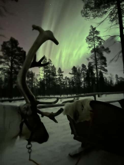 Saariselkä: Northern Lights & Reindeer Sledding Tour - Practical tips for a smoother night