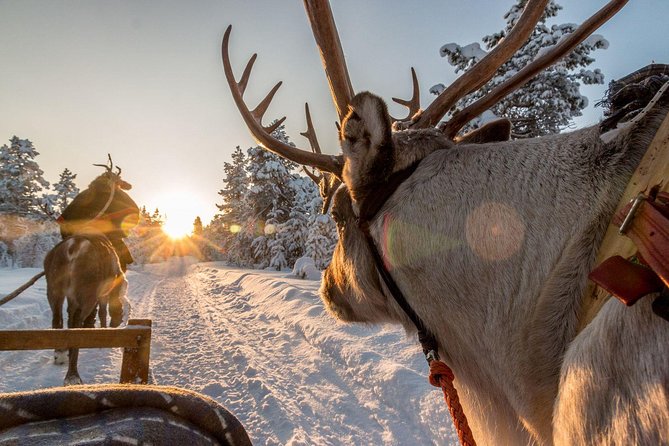 Santa Claus Village Guided Tour & Arctic Animals Adventure - Is $274.86 good value?