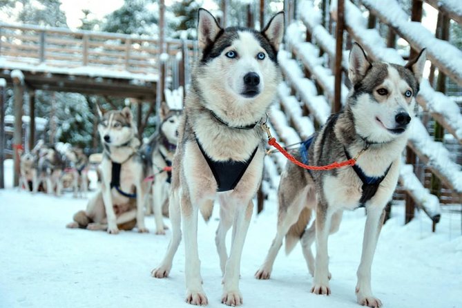 Santa Claus Village Guided Tour & Arctic Animals Adventure - Warm clothes are your responsibility