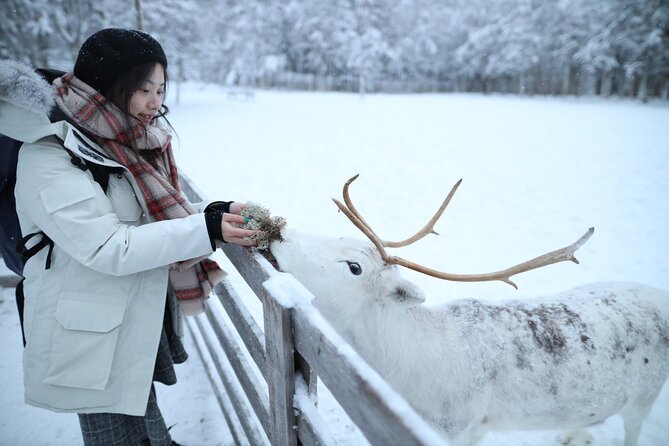 Santa Claus Village, Husky and Reindeers Combo Safari - What this Rovaniemi combo tour actually offers