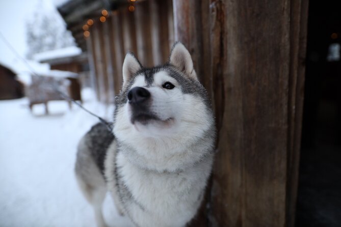 Santa Claus Village, Husky and Reindeers Combo Safari - How the four hours are likely to feel