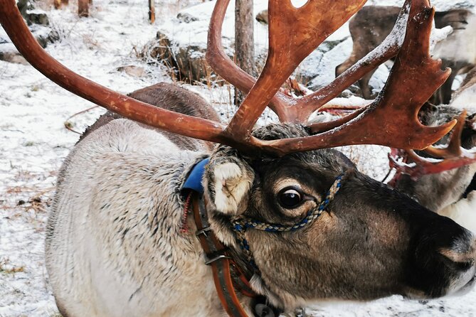 Santa's Reindeer & Husky Safari + Aurora BBQ in Rovaniemi - Key points before you book