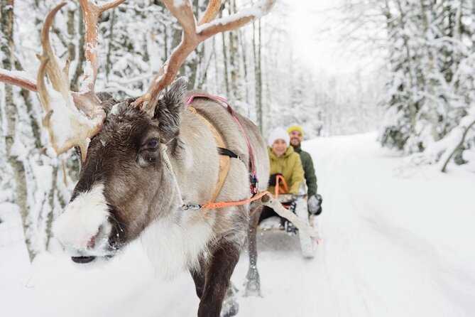 Santa's Reindeer & Husky Safari + Aurora BBQ in Rovaniemi - A morning start from central Rovaniemi