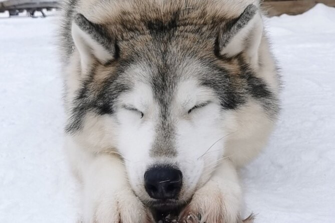 Santa's Reindeer & Husky Safari + Aurora BBQ in Rovaniemi - Meeting Lapland reindeer at Santa Claus Village
