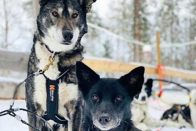 Santa's Reindeer & Husky Safari + Aurora BBQ in Rovaniemi - The aurora hunt at two evening locations