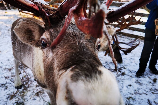 Santa's Reindeer & Husky Safari + Aurora BBQ in Rovaniemi - BBQ, berry tea, sausages, and changing arrangements