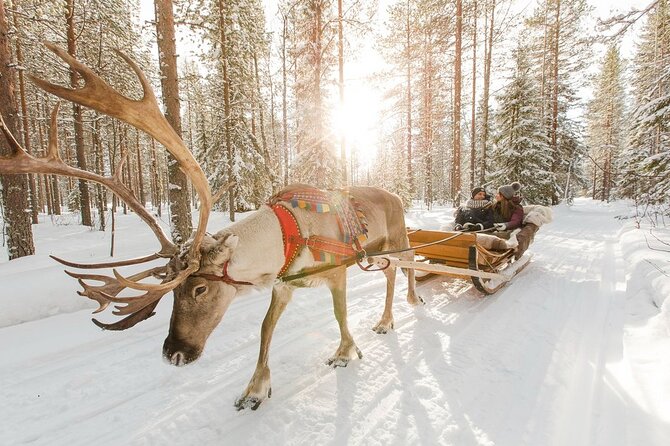 Santa's Reindeer & Husky Safari + Aurora BBQ in Rovaniemi - Guides make a major difference