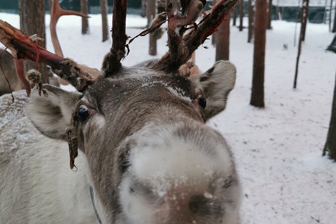 Santa's Reindeer & Husky Safari + Aurora BBQ in Rovaniemi - The husky ride: fast, exciting, and brief