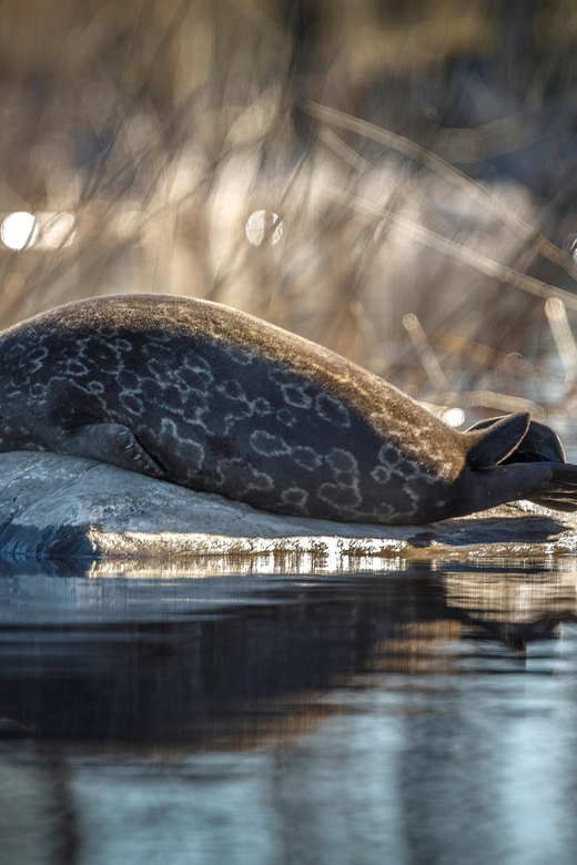 Savonlinna: Evening Photography Tour on lake Saimaa - Setting out from Savonlinna and Olavinlinna