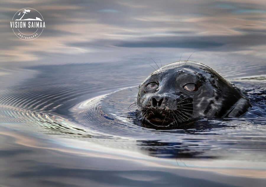 Savonlinna: Evening Photography Tour on lake Saimaa - Five hours on Lake Saimaa