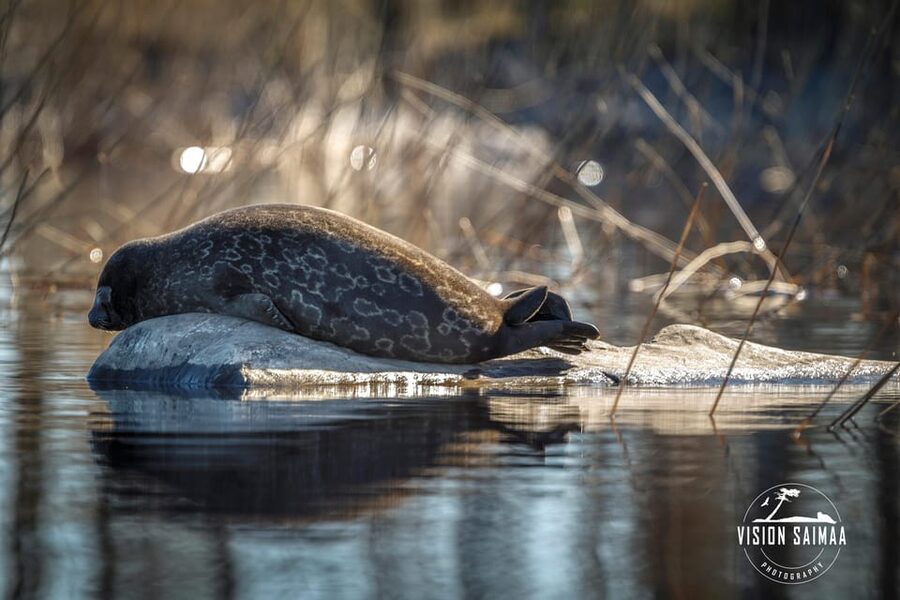 Savonlinna: Evening Photography Tour on lake Saimaa - Meeting the Saimaa ringed seal