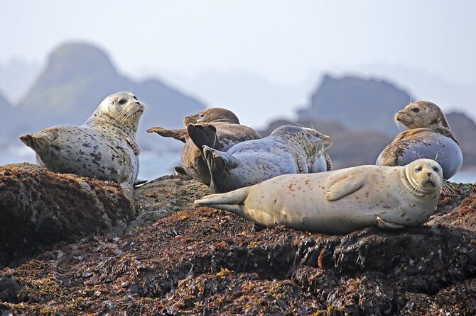 SEAL SAFARI in Savonlinna from Helsinki (private) - Leaving Helsinki at 7:00 in the morning