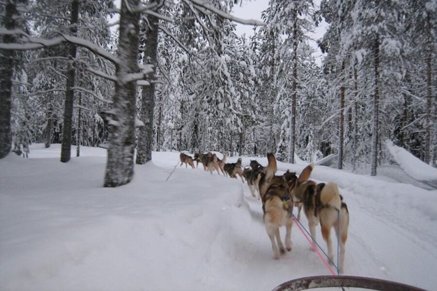 Sirkka: Husky Sled Ride in Levi 2km or 5 km from Levi - Key points at a glance