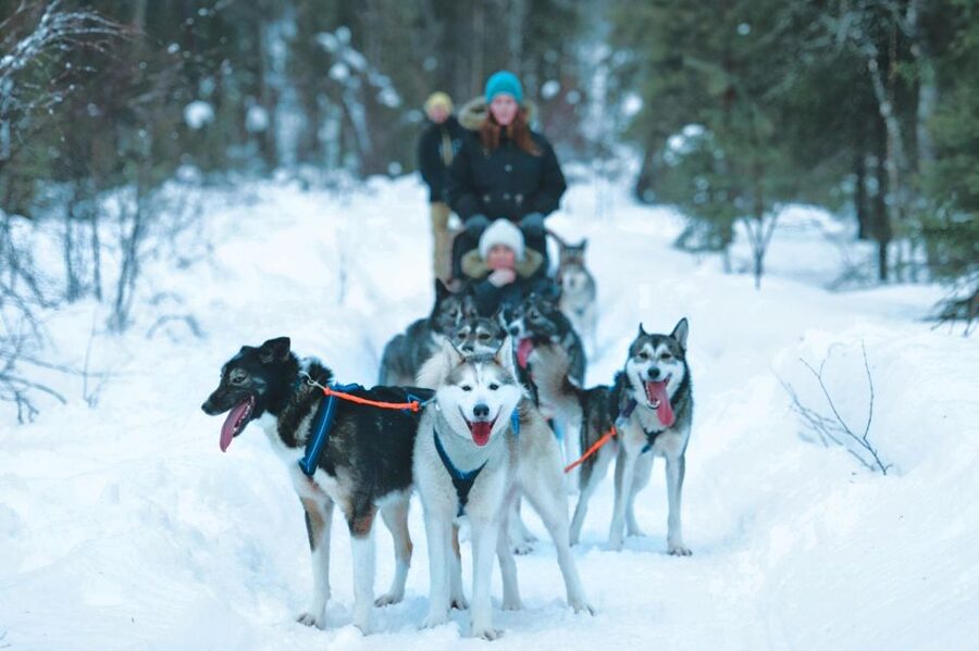 Sirkka: Husky Sled Ride in Levi 2km or 5 km from Levi - From Sirkka to the husky park in Levi