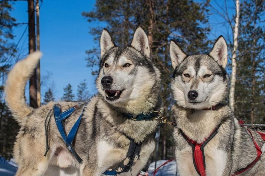 Sirkka: Husky Sled Ride in Levi 2km or 5 km from Levi - The sled ride through snowy Lapland