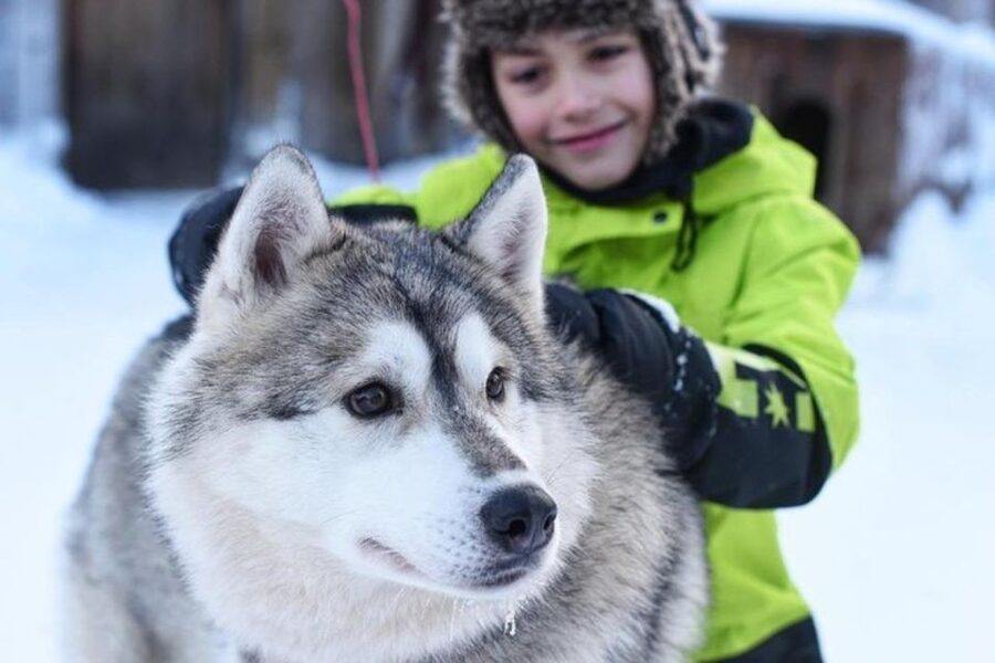Sirkka: Husky Sled Ride in Levi 2km or 5 km from Levi - What happens when snow is limited