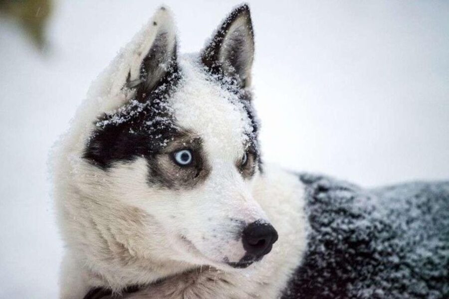 Sirkka: Husky Sled Ride in Levi 2km or 5 km from Levi - Warming up beside the fire