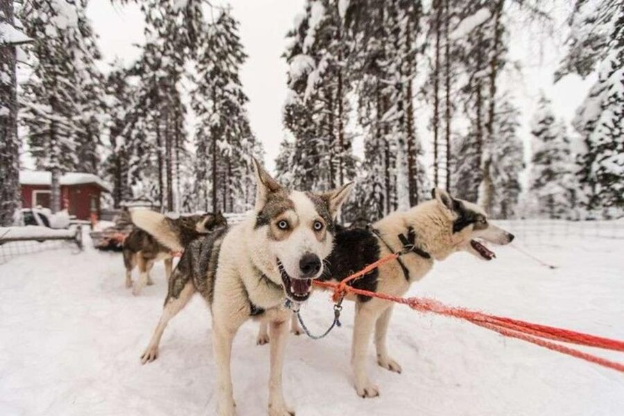 Sirkka: Husky Sled Ride in Levi 2km or 5 km from Levi - Who will enjoy this Levi husky ride?