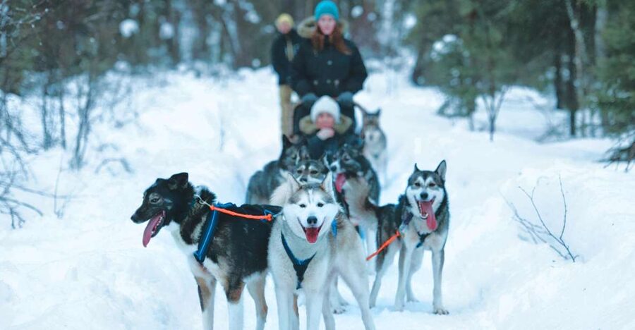 Sirkka: Husky Sled Ride in Levi 2km or 5 km from Levi - Meeting the huskies before the ride