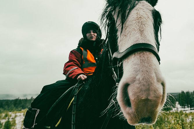 Small-Group Arctic Circle Horse Riding from Rovaniemi - Key points to know before you book