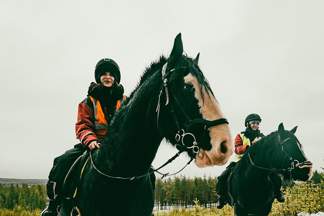 Small-Group Arctic Circle Horse Riding from Rovaniemi - Who will enjoy this horse ride most?