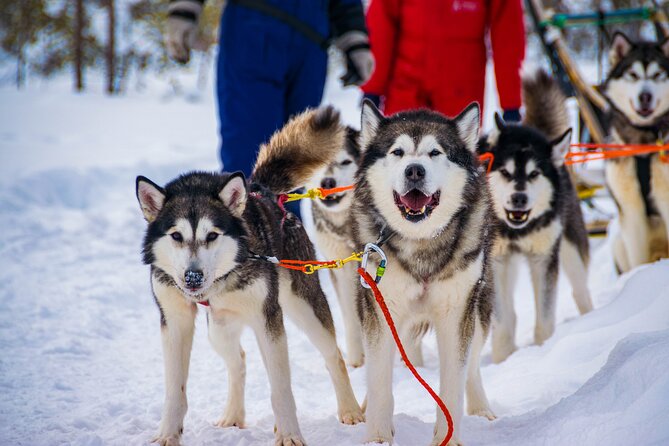 Small-Group Husky Mushing Experience in Rovaniemi - Steering a team across 6 to 10 kilometers