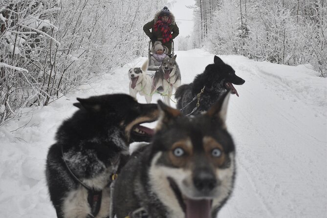 Small-Group Husky Mushing Experience in Rovaniemi - The halfway stop and the driver swap