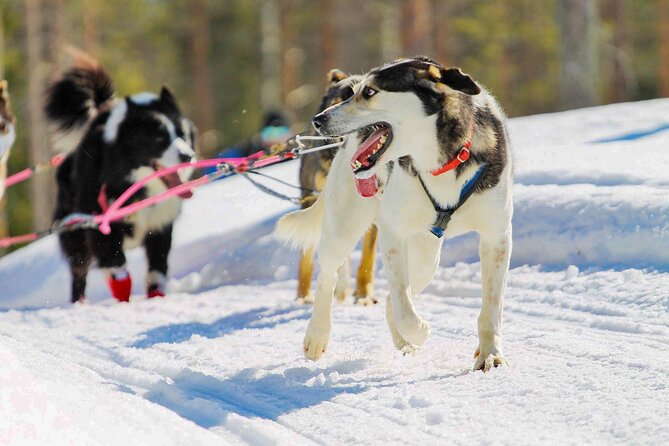Small-Group Husky Mushing Experience in Rovaniemi - Time with the huskies after the run