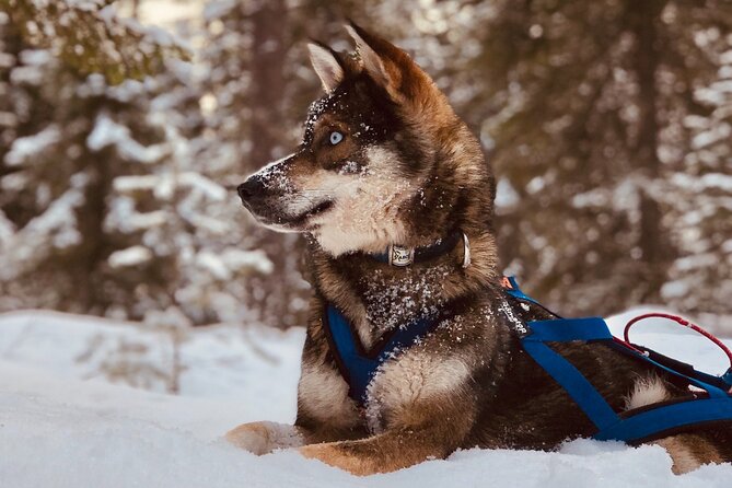 Small-Group Husky Mushing Experience in Rovaniemi - Sausages by the fire in the kota
