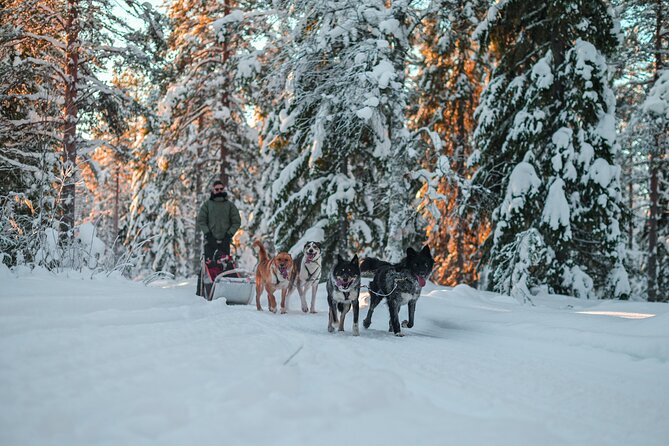 Small-Group Husky Mushing Experience in Rovaniemi - Is $277.05 a fair price?