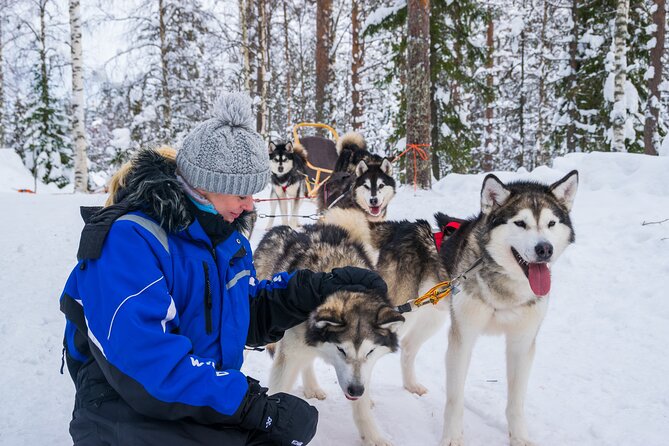 Small-Group Husky Mushing Experience in Rovaniemi - Getting ready at the husky kennel