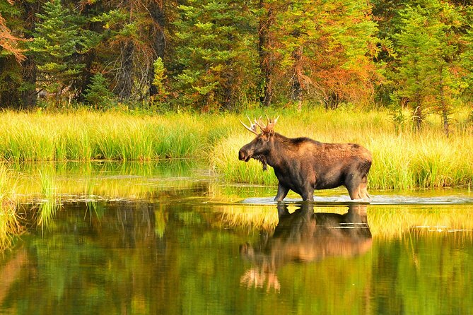 Small-Group Moose Wild Safari from Rovaniemi - Forests, lakes, and the rewards beyond moose