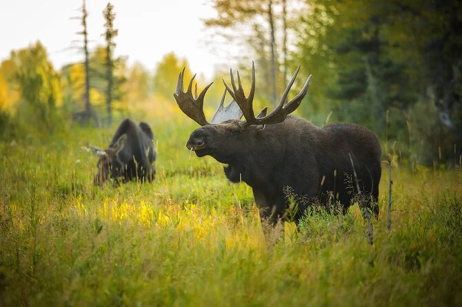 Small-Group Moose Wild Safari from Rovaniemi - The sunset pause with blueberry juice and gingerbread