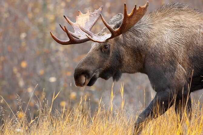 Small-Group Moose Wild Safari from Rovaniemi - Is $103.12 a fair price?