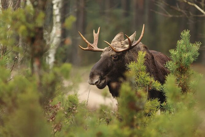 Small-Group Moose Wild Safari from Rovaniemi - Who will enjoy this safari most?