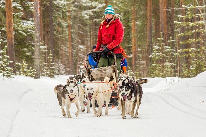 Snowmobile & Animals Day Tour - Three Lapland classics in four to five hours