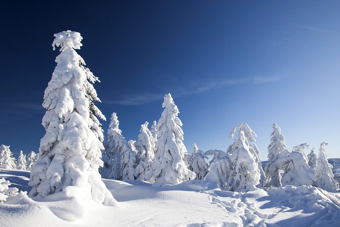 Snowmobile Safari 2h - Key points to know before booking