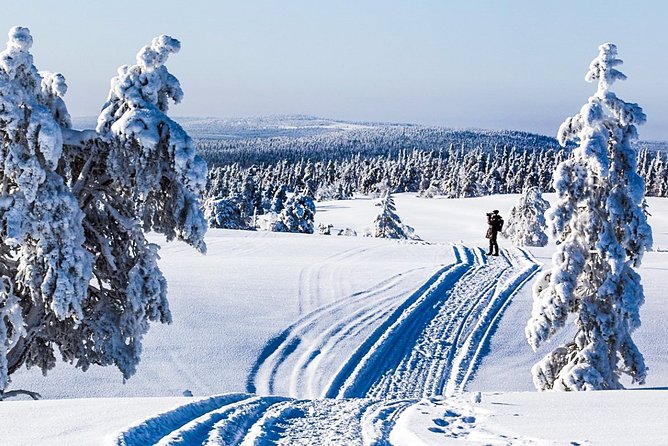 Snowmobile Safari in the Forest - Key points at a glance
