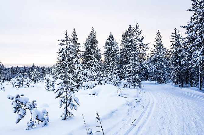 Snowmobile Safari on the Tundra - Families, beginners, and mixed-ability groups