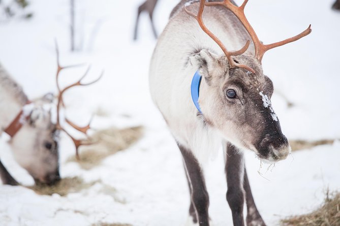 Snowmobile Safari to Lake Inari, meet & feed Reindeers, Lunch - From Ivalo to the snowmobile launch point