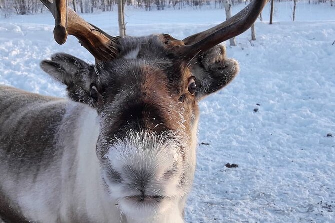 Snowmobile Safari to Lake Inari, meet & feed Reindeers, Lunch - What the $210.25 price includes