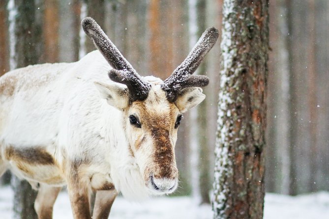 Snowshoe Trip for Searching Arctic Animals - Key points to know before you book