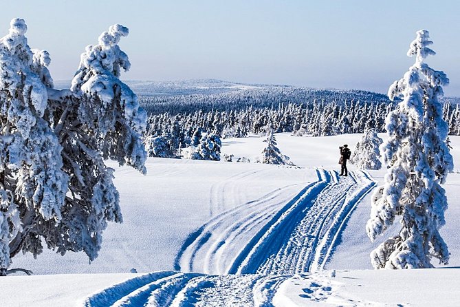 Snowshoe Trip for Searching Arctic Animals - The nearby Pisavaara nature reservation