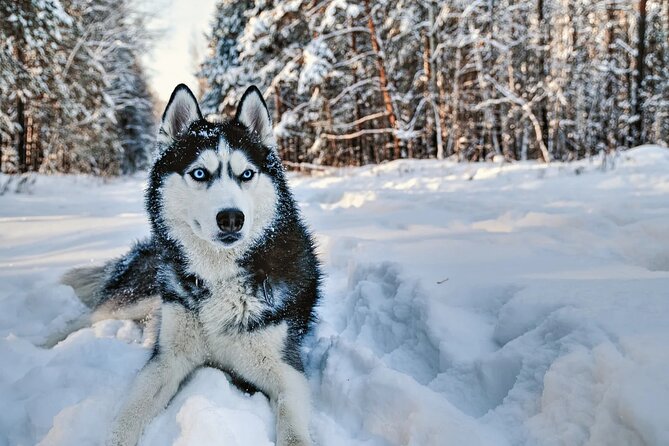 Snowy Trails 10km Husky Safari from Rovaniemi - Key points to know before booking
