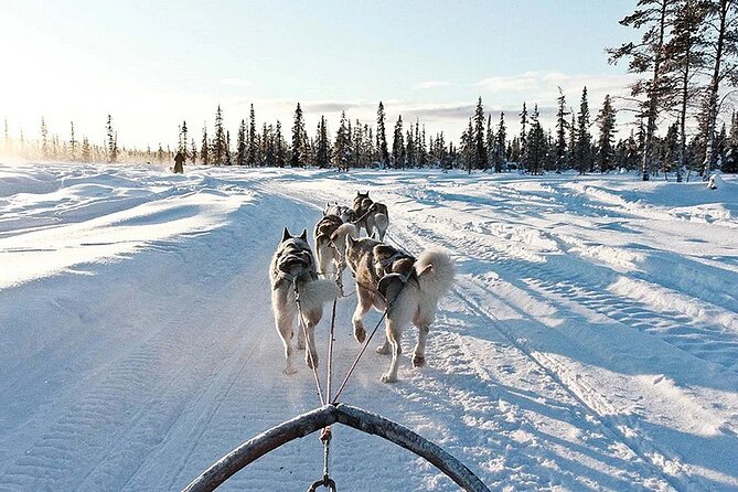 Snowy Trails 10km Husky Safari from Rovaniemi - The Finnish forest scenery and photo stops