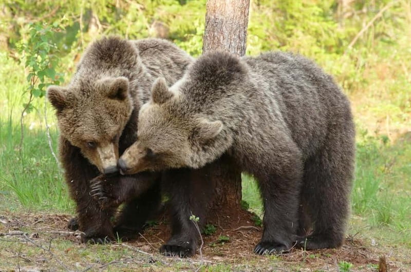 Suomussalmi, Finland: Bear Watching and photography night - Key things to know before you go