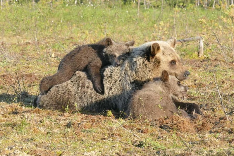 Suomussalmi, Finland: Bear Watching and photography night - Why this bear hide works better than a forest hike